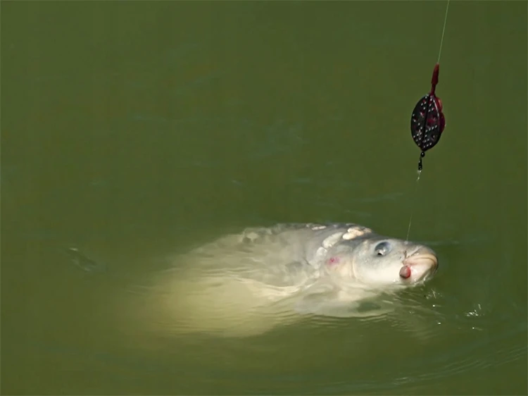 7676a17348484469fa2d0a9372ef8bed